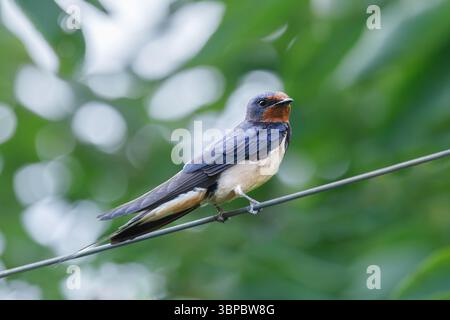 Fienile ingoiato seduto su un filo. Primo piano su sfondo verde chiaro Foto Stock