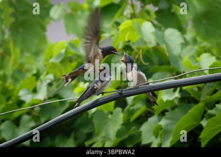 Barn Swallow porta cibo ai suoi pulcini. Primo piano su sfondo vegetale verde Foto Stock