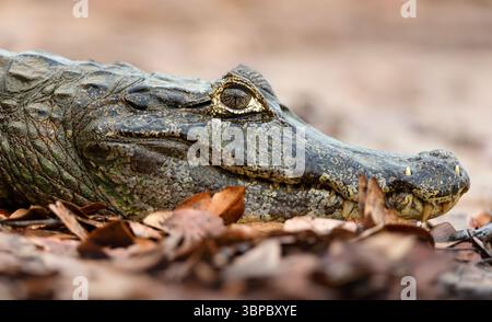 Primo piano di un caimano Yacare che poggia su una riva del fiume a Pantanal, Brasile. Foto Stock