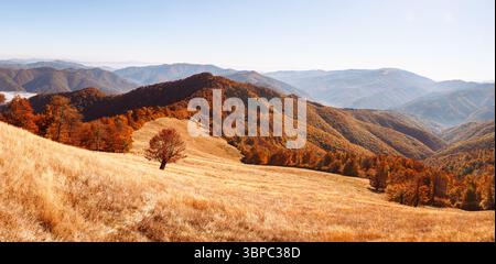 Il tramonto luccicante illumina un singolo faggio incastonato davanti alla foresta rossa nelle montagne autunnali. Tranquillo scenario stagionale con toni caldi e vista panoramica sulla natura. Panorama paesaggistico Foto Stock