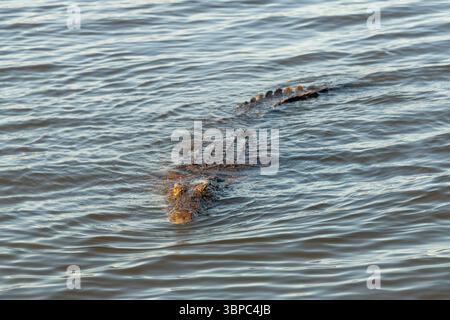 Un grande coccodrillo del Nilo (Crocodylus niloticus), un maestro di imboscata, che nuota nel fiume Chobe, Botswana Foto Stock