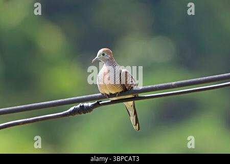 Zebra dove (Geopelia striata) su linea telefonica, Phuket, Thailandia Foto Stock