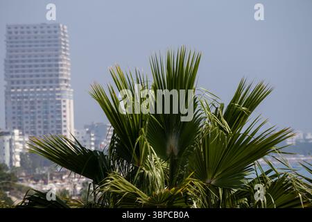primo piano di lussureggianti fronde di palme verdi con un alto edificio moderno e uno skyline della città leggermente visibile sullo sfondo sotto un cielo blu morbido Foto Stock