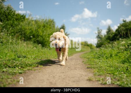 Golden Cockapoo Dog Walking su un sentiero all'aperto con il sole Foto Stock