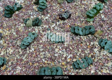 Piante inusuali e succulente Haworthia truncata che cresce su terreno ghiaioso, mostrando le loro caratteristiche cime di foglie a finestra in un giardino desertico. Foto Stock