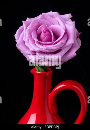 Rosa viola ricoperta di rugiada in lanciatore rosso su sfondo nero natura morta Foto Stock