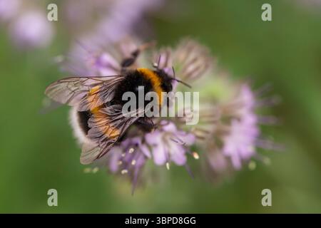 Immagine macro di un bumblebee su un fiore viola chiaro, dettagliate ali di insetto e peli catturati in profondità di campo ridotta Foto Stock