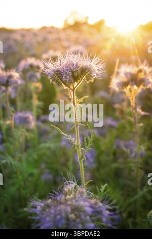Fiore viola in primo piano, atmosfera calda della sera, Gechingen, Landkeis Calw, Germania, Europa Foto Stock
