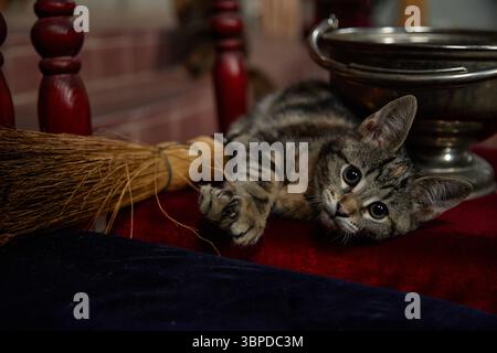 Tabby Kitten si trova all'interno vicino alla scopa che poggia su Velvet Surface nella chiesa Foto Stock