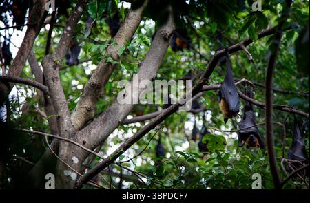 pipistrello di frutta appeso su un albero nella foresta dormendo alla luce del giorno e muoversi di notte. Foto Stock