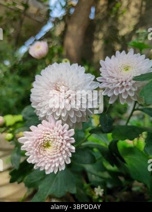 Primo piano di fiori di crisantemo rosa pallido che fioriscono in un giardino con fogliame verde, catturati alla luce naturale del giorno. Fotografia macro-naturale. Foto Stock