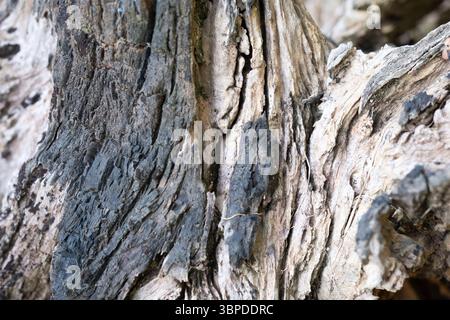 Vista dettagliata della corteccia di quercia intemprata caratterizzata da profonde fessure e vari motivi di venatura del legno, ideale per sfondi rustici, texture naturali e silvicoltura Foto Stock