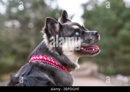 Ritratto di un simpatico Bulldog francese x Siberian Husky con colletto in paracord rosa Foto Stock