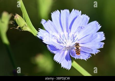 Primo piano di insetto hoverfly su fiore di cicoria selvatica blu con sfondo verde naturale Foto Stock