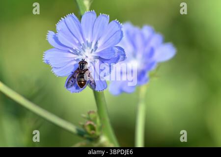 Primo piano di insetto hoverfly su fiore di cicoria selvatica blu con sfondo verde naturale Foto Stock