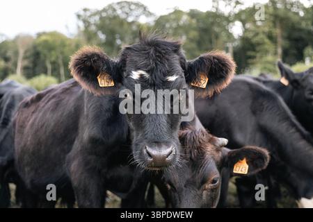 Gouffern-en-Auge (Francia nordoccidentale): “ferme du pin”, azienda agricola sperimentale per l’adattamento dei sistemi di produzione animale dei ruminanti al chan climatico Foto Stock