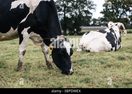 Gouffern-en-Auge (Francia nordoccidentale): “ferme du pin”, azienda agricola sperimentale per l’adattamento dei sistemi di produzione animale dei ruminanti al chan climatico Foto Stock
