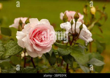 Grande rosetta rosa in gocce di pioggia sul pavimento sfondo sfocato. Foto Stock