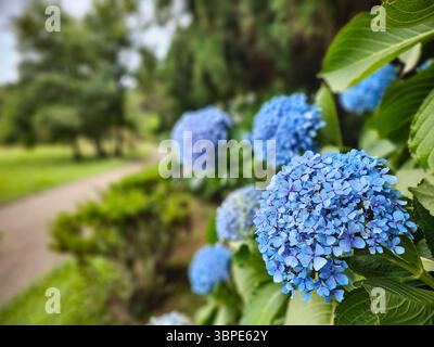 ortensie in fiore blu e viola o fiori di ortensia in un parco. Primo piano di fiori con sfondo sfocato. Furnas, isola di Sao Miguel, Azzorre, Portogallo Foto Stock