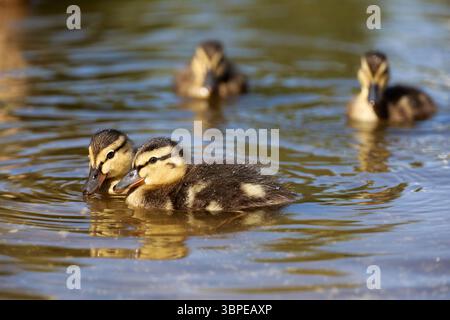 Anatroccoli di Mallard che nuotano in acqua. Papere sul lago estivo Foto Stock