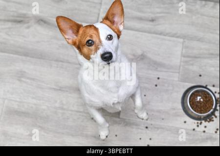 Il Jack Russell Terrier guarda il suo proprietario, chiedendo altro cibo delizioso Foto Stock