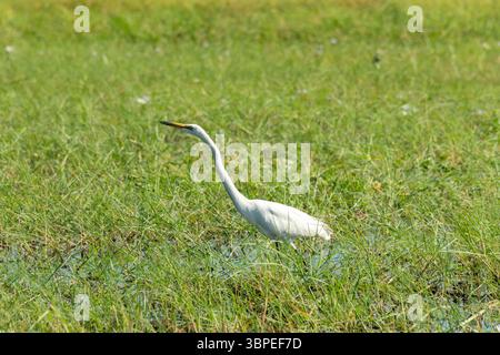 Grande Egret Africano (Ardea alba melanorhynchos), conosciuto anche come la grande Egret Bianca in cerca di cibo nel fiume Chobe, Botswana Foto Stock