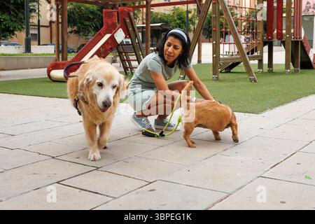 Giovane donna che gioca con i cani nel parco, Alcoy, Spagna Foto Stock