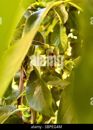 Diospyros lotus o Lotus Persimmon piccoli frutti verdi non sviluppati durante l'estate in Bulgaria, Europa sudorientale, Balcani Foto Stock
