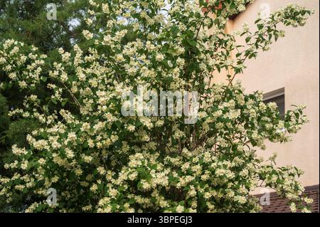 Fioritura di un grande albero di gelsomino. L'albero fiorisce molto e spesso Foto Stock