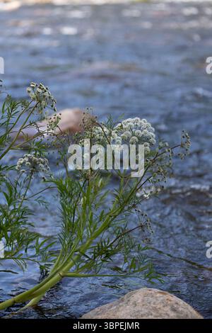 edera velenosa, Cicuta virosa, in myrkkykeiso finlandese, che cresce sulla riva del fiume in Finlandia. Fiori bianchi, sfondo blu. Foto Stock