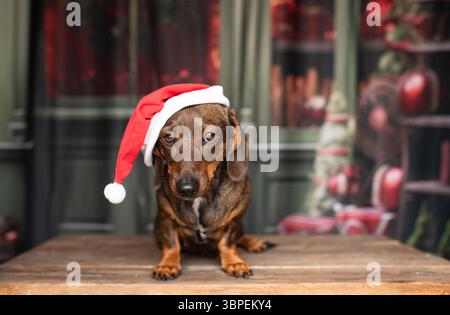 Cane da dachshund nel cappello di Babbo Natale sullo sfondo di Capodanno. Foto Stock