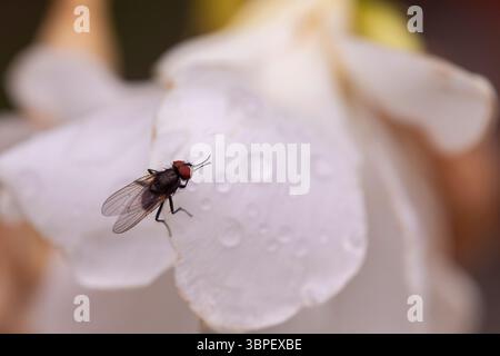 Primo piano insetto su fiori macro con goccioline d'acqua, caratterizzato da una mosca su una morbida fioritura bianca, ideale per la scienza naturale, l'entomologia o a tema ecologico Foto Stock