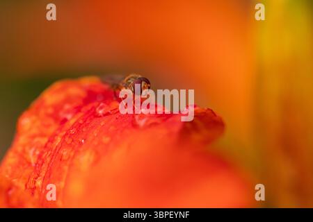 Hoverfly arroccata su colorato petalo bagnato – insetto macro su superficie floreale con goccioline d'acqua Foto Stock