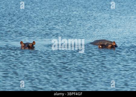 Ippopotamo (Hippopotamus amphibius), chiamato anche ippopotamo, ippopotamo comune o ippopotamo del Nilo, nel fiume Chobe, Botswana Foto Stock