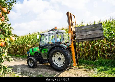 Trattore agricolo verde con un'attrezzatura per carrello elevatore a forche che tiene una grande cassa di legno, posizionata su un percorso sterrato accanto a un melo. Foto Stock