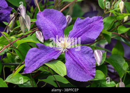 Clematis "Jackmanii superba", un'erbacea viola perenne in arrampicata e un alpinista di vite autunnale estivo, foto di piante floreali immagine di giardinaggio Foto Stock