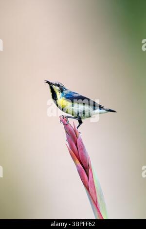 Uccello porporpora, Cinnyris asiaticus, maschio, appollaiamento, animali, uccelli, uccelli solari Foto Stock