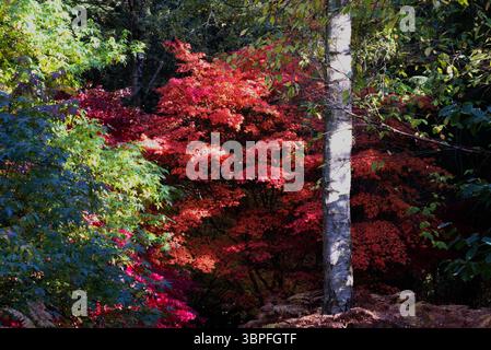 Silver Birch tra Maple Woodland Grove: Queens Wood Country Park Dinmore Hill, Leominster, Herefordshire Foto Stock