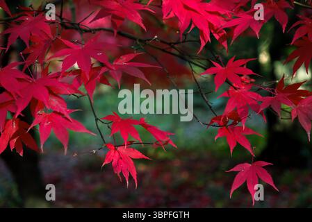 Red Maple Leaves Queenswood Arboretum, Dinmore Hill Leominster, Herefordshire Foto Stock