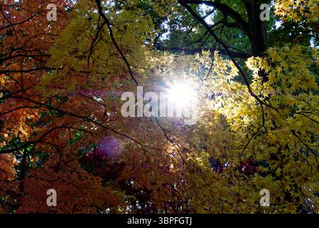 Tettuccio illuminato dal sole, Maple Wood Grove, Queens Wood Country Park, Dinmore Hill, Leominster, Herefordshire Foto Stock