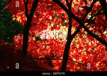 Tettoia rossa illuminata dal sole contro tronchi sagomati, Queenswood Arboretum, Dinmore Hill, Leominster, Herefordshire Foto Stock