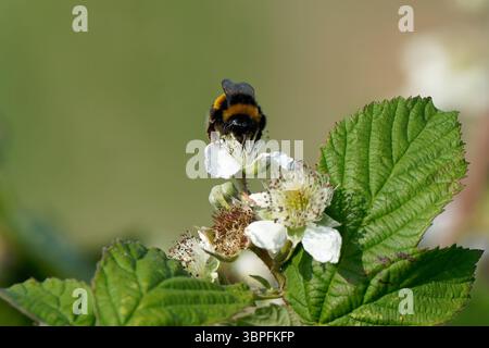 bumblebee-Bombus Terrestris in visita a European Dewberry-Rubus caesius Foto Stock