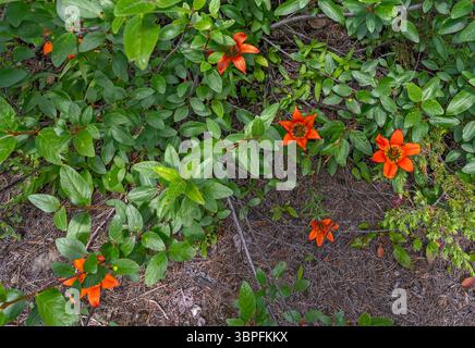 Giglio di legno o giglio di prateria (Lilium philadelphicum) su un terreno forestale del Parco Nazionale di Yoho, British Columbia, Canada Foto Stock