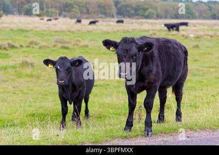 Bovini domestici neri, Bos primigenius taurus, animali, mammiferi, mucche con vitello, bovini, bovini, vacche, pascoli, Foto Stock