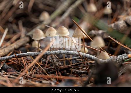 Un gruppo di funghi cresce su un tronco. I funghi sono piccoli e marroni Foto Stock