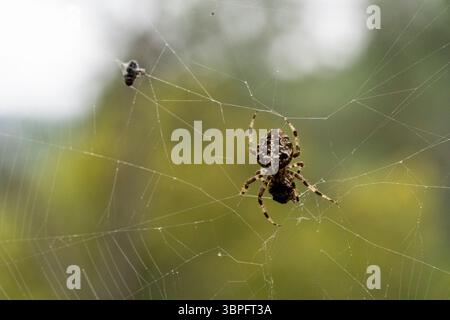 Un ragno è seduto su una ragnatela, con una mosca sullo sfondo. Il ragno è piccolo e marrone, e la mosca è più grande e nera. Il ragno guarda in basso Foto Stock