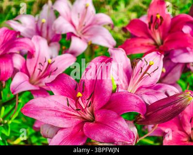 Vivace giglio rosa sfondo astratto - incredibile sfondo ad alta risoluzione per telefoni, tablet, TV, social media, marketing, creative Web Design - decorazione floreale naturale Foto Stock
