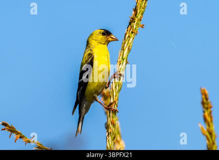 Un colorato maschio americano Goldfinch (Spinus tristis) arroccato su un'erba. California, Stati Uniti. Foto Stock