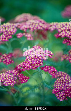 Fiori di giardinaggio rosso. Pianta ornamentale Achillea millefolium (Paprika) in fiore in giardino. Foto Stock