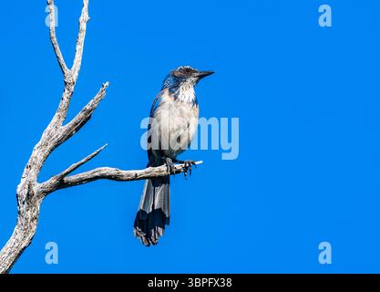 Un California Scrub-Jay (Aphelocoma californica) arroccato su un albero morto. California, Stati Uniti. Foto Stock